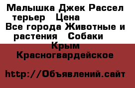 Малышка Джек Рассел терьер › Цена ­ 40 000 - Все города Животные и растения » Собаки   . Крым,Красногвардейское